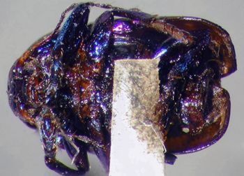 Media type: image; Entomology 9277   Aspect: habitus ventral view